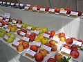 Obr: 13034.jpg