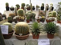 Obr: 13039.jpg