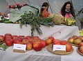 Obr: 13049.jpg
