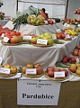 Obr: 13051.jpg