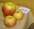Obr: 1335.jpg