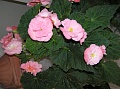 Obr: 17178.jpg