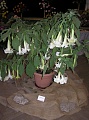 Obr: 17184.jpg