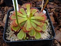 Obr: 20910.jpg