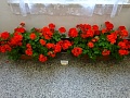 Obr: 22298.jpg
