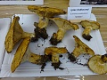 Obr: 23078.jpg