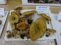 Obr: 23079.jpg