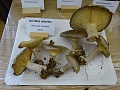 Obr: 23081.jpg