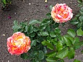 Obr: 26240.jpg