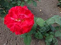 Obr: 26247.jpg