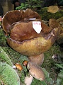 Obr: 2738.jpg