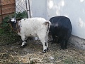 Obr: 31570.jpg