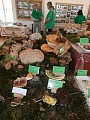 Obr: 31689.jpg