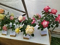 Obr: 40373.jpg