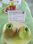 Obr: 42893.jpg