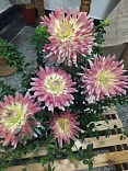 Obr: 49048.jpg