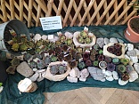 Obr: 49246.jpg
