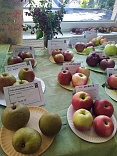 Obr: 49271.jpg