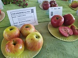 Obr: 49273.jpg
