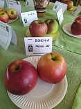 Obr: 49274.jpg