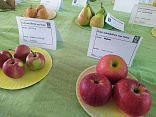 Obr: 49275.jpg