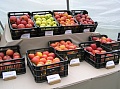 Obr: 7439.jpg