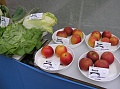 Obr: 7443.jpg