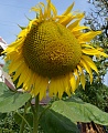 Obr: 33258.jpg