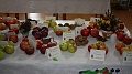 Obr: 41285.jpg
