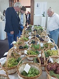 Obr: 49155.jpg