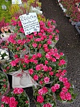 Obr: 53227.jpg