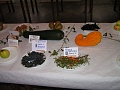Obr: 9462.jpg