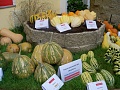 Obr: 7085.jpg