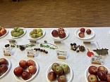Obr: 50705.jpg