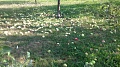 Obr: 27537.jpg