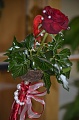 Obr: 30320.jpg