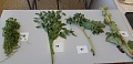 Obr: 30327.jpg