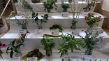 Obr: 43065.jpg