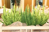 Obr: 43066.jpg