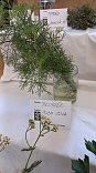 Obr: 43071.jpg
