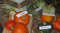 Obr: 6989.jpg