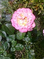 Obr: 9289.jpg