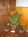 Obr: 37976.jpg