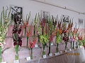 Obr: 37982.jpg