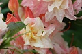 Obr: 25619.jpg
