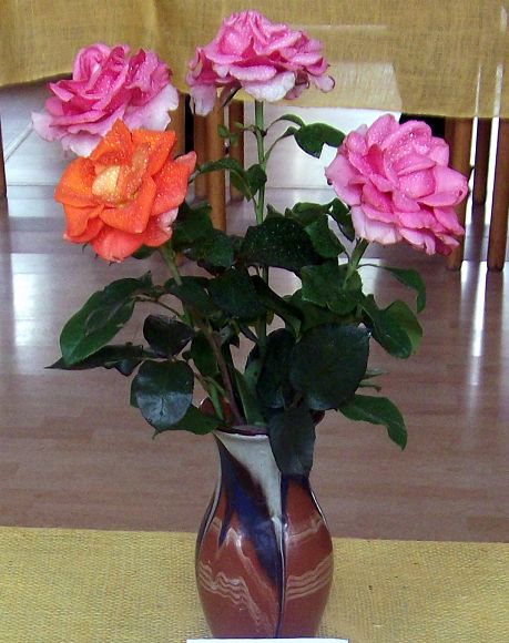 Obr: 11995.jpg
