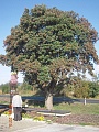 Obr: 12527.jpg