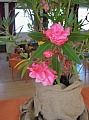 Obr: 27190.jpg