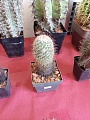 Obr: 36028.jpg