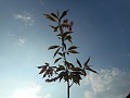 Obr: 20401.jpg